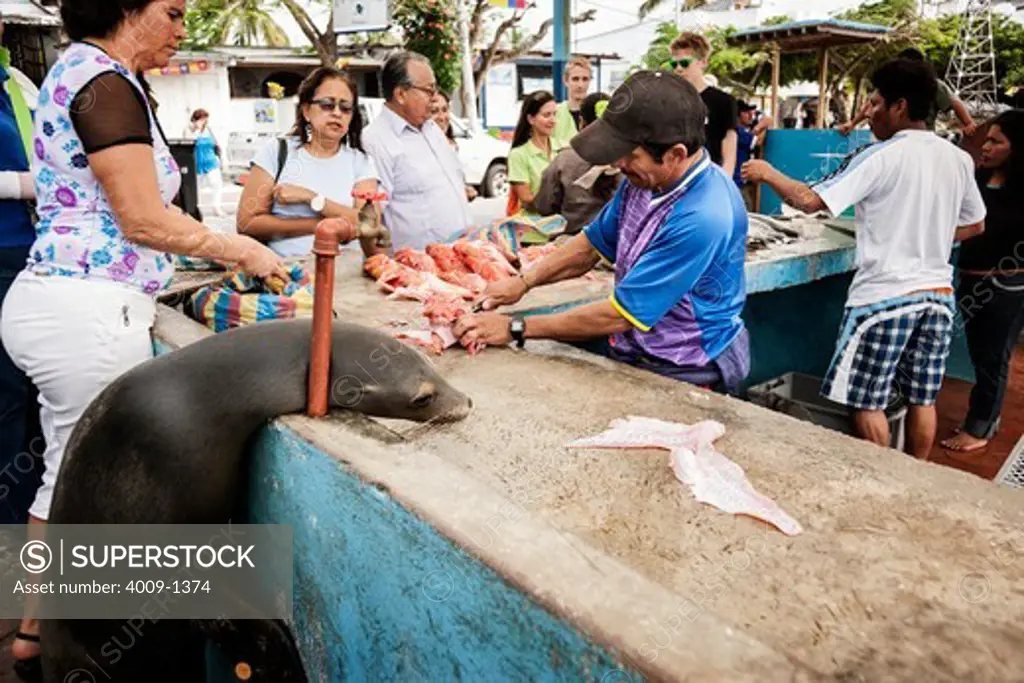 Ecuador, Galapagos Islands, Seal reaching for leftovers at fish market