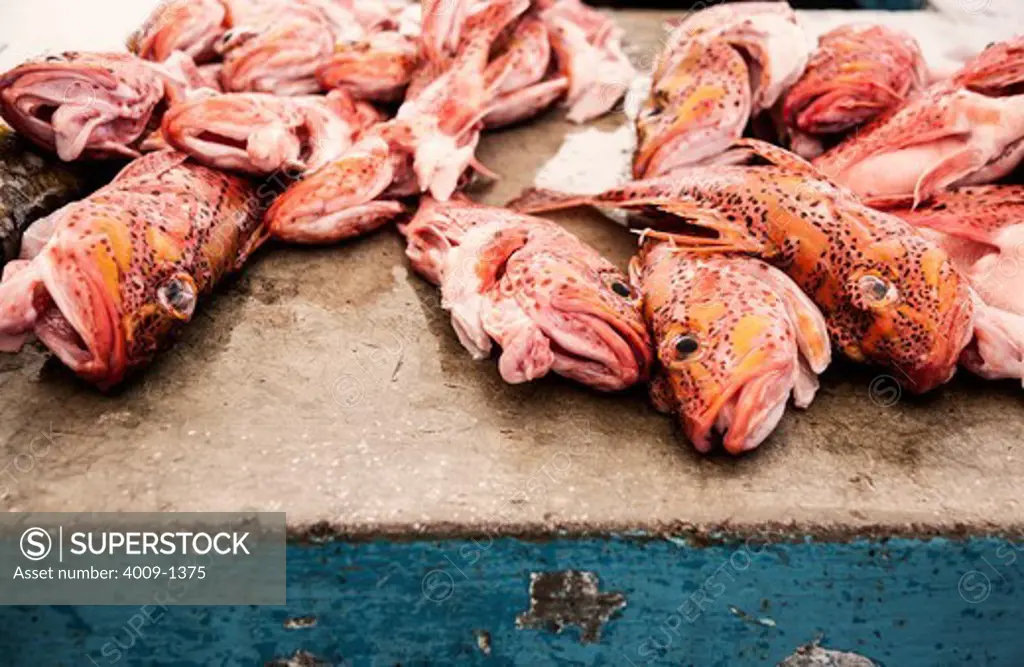 Ecuador, Galapagos Islands, Close-up of fish for sale on counter at fish market