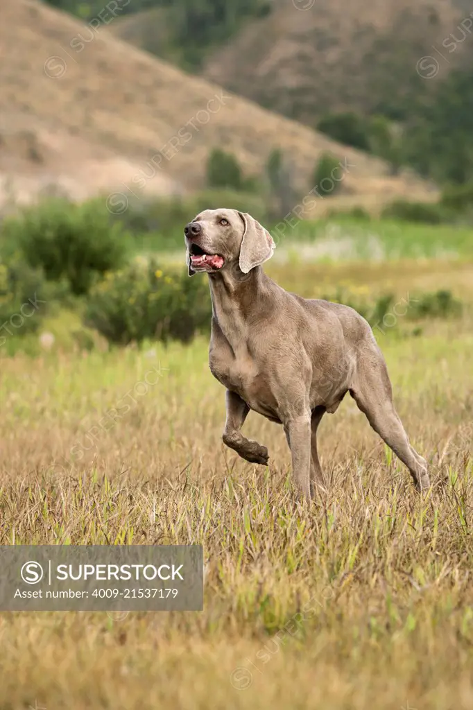 A grey Weimaraner standing with one paw up in high grass.