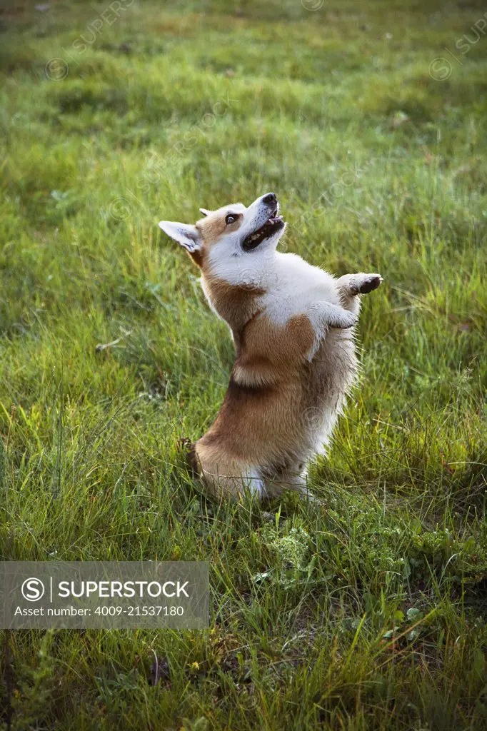 A corgi staining on its hind legs in tall grass.  - dogs