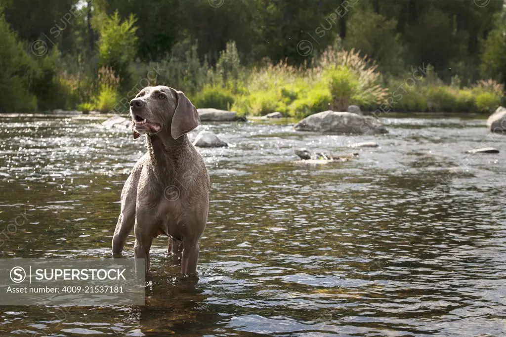 Grey Weimaraner standing in water.  - dogs