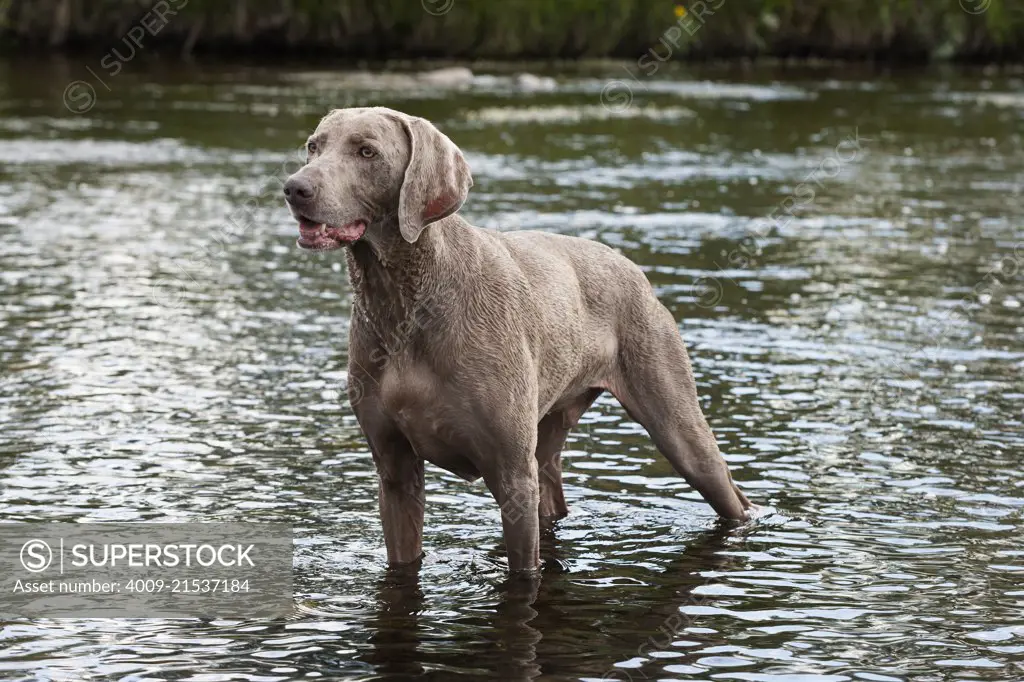 Grey Weimaraner standing in a creek looking alert.