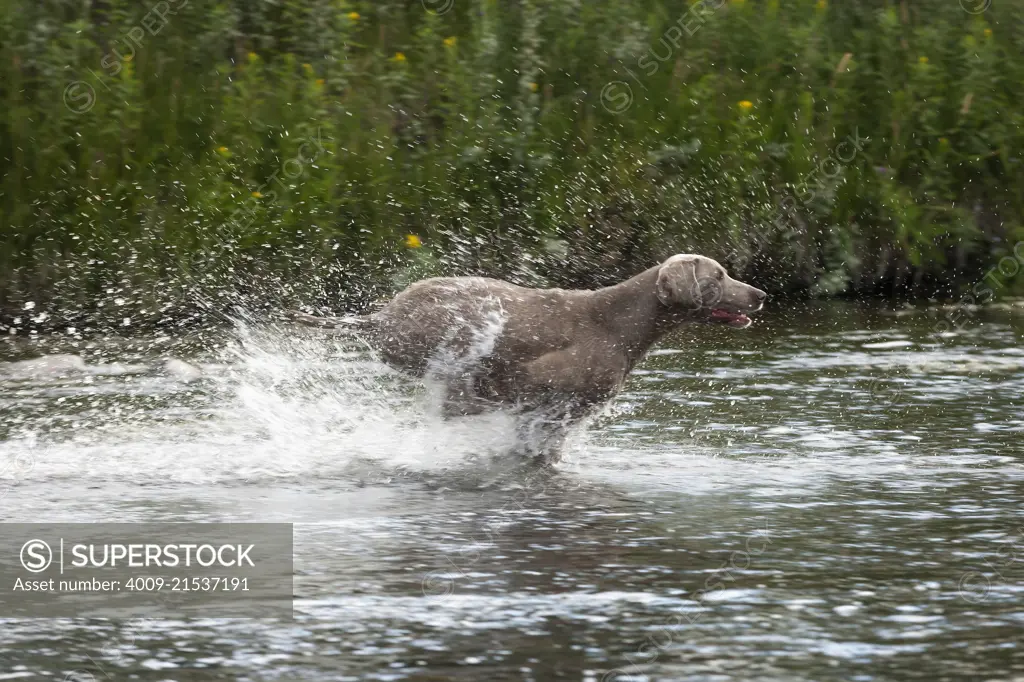 Grey Weimaraner running through a creek splashing up water.