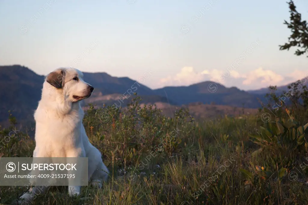 Great Pyrenees sitting in high grass  at sunset with a mountain range in background
