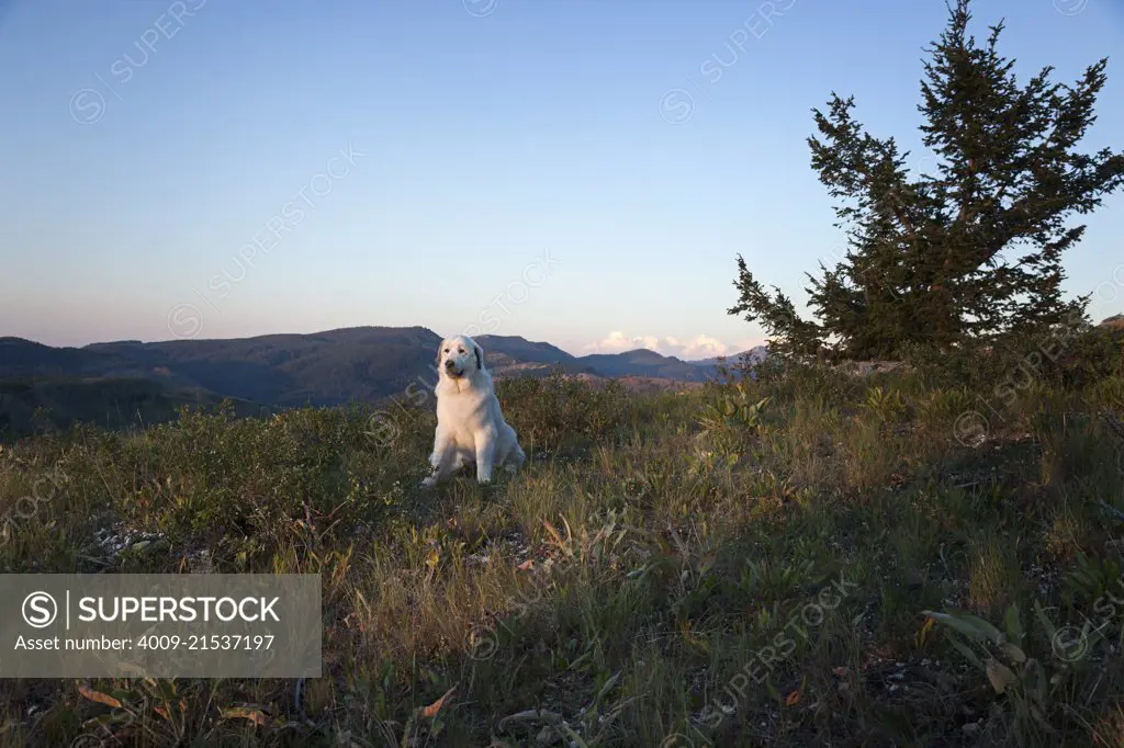 Great Pyrenees sitting in high grass at sunset with a mountain range in background