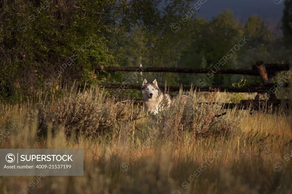 Husky standing looking alert in high grass.