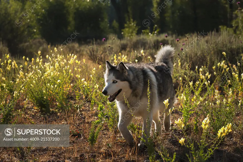 Husky walking through a field of high grass at sunset.