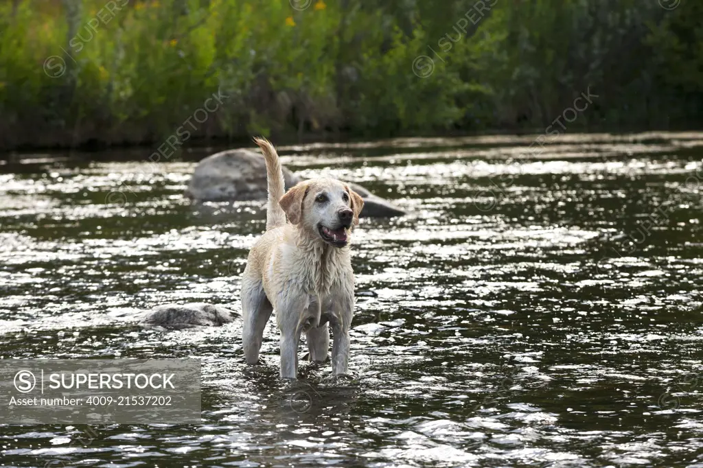 A Yellow Lab standing in a creek alert and happy.