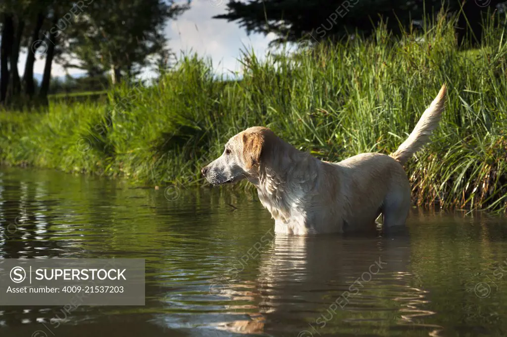 Yellow Lab standing in a pond.