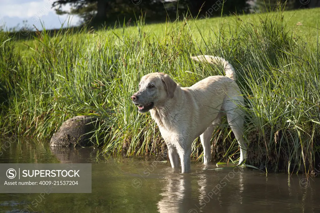 A Yellow Lab standing on the edge of a pond with  feet in the water.