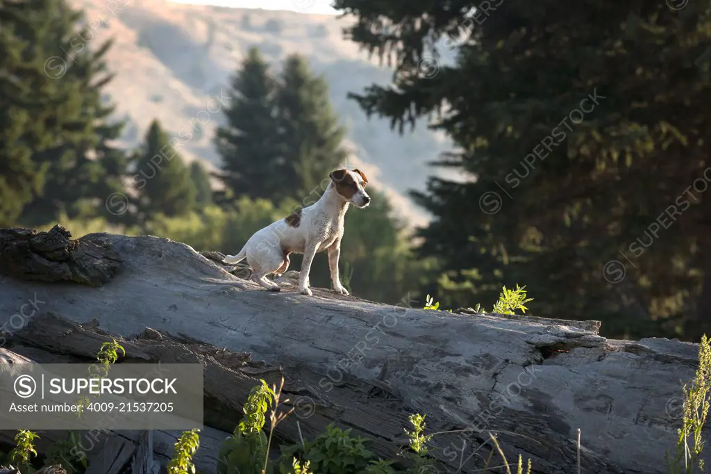 Jack Russell terrier sitting alert on a fallen tree.