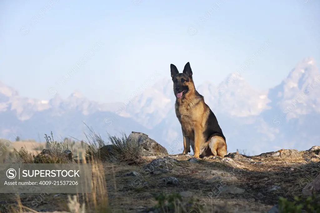A German Shepherd sitting on top of a hill with a mountain range in the background.