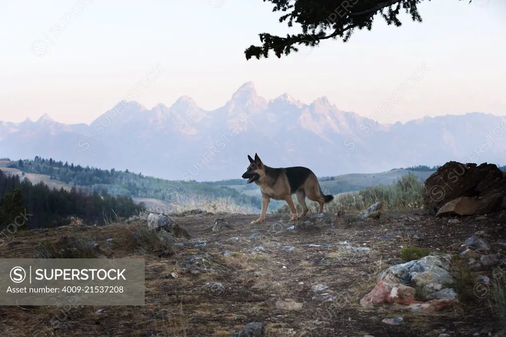 German Shepherd standing on top of a hill with a mountain range in the background.