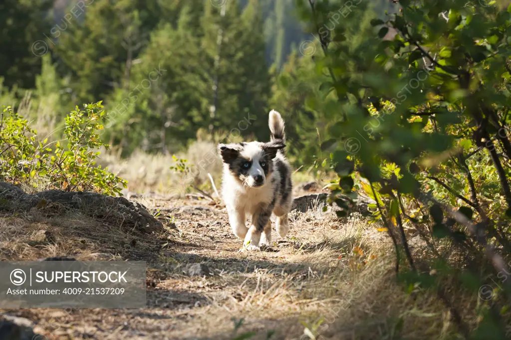 An Australian shepherd puppy running down a path in the woods.