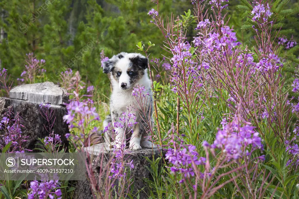 An Australian shepherd puppy sitting on a tree stump among a patch of wild flowers. 