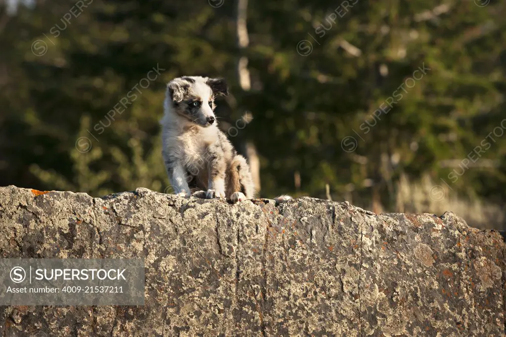 An Australian shepherd puppy sitting up on a rock looking down