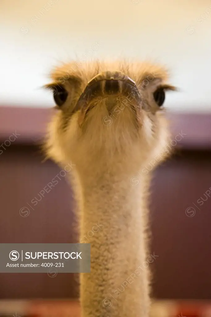 Close-up of an ostrich (Struthio camelus) head