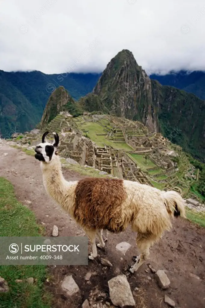 Llama (Lama glama) on a mountain, Machu Picchu, Cusco Region, Peru