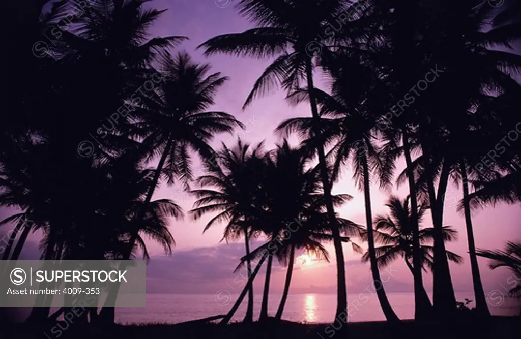 Silhouette of palm trees on the beach at sunset, St. Lucia