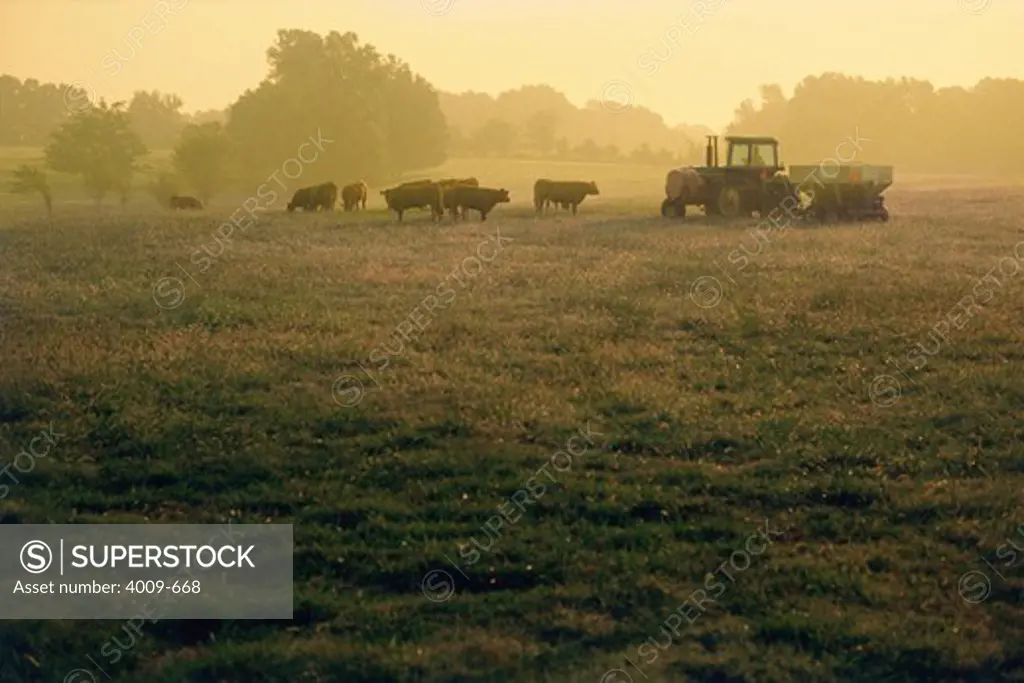 Cattle and tractor in a field at dawn, Mississippi, USA