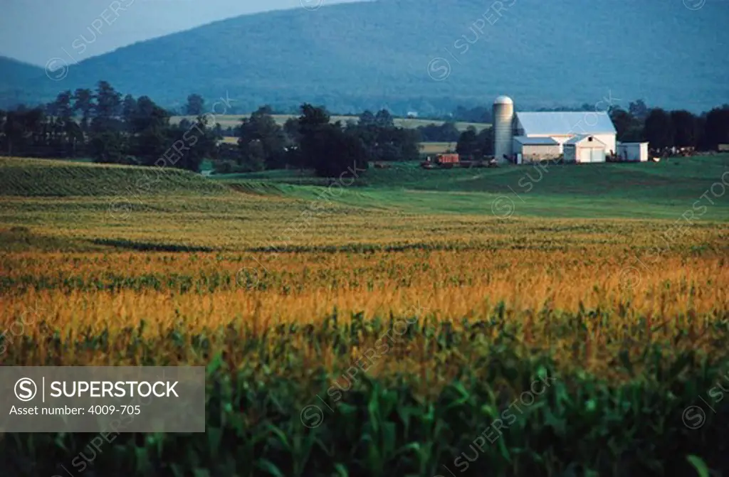 Farmhouse and silo in a field, Lancaster, Lancaster County, Pennsylvania, USA