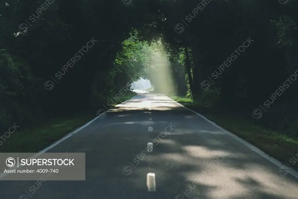 Highway passing through a canopy, South Carolina, USA