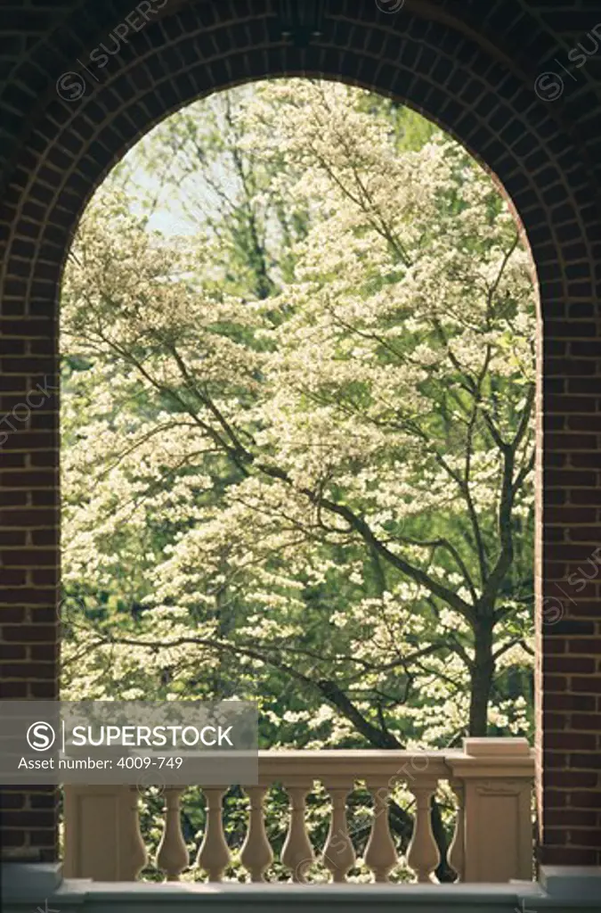 Archway with blooming tree in background, Millsap's College, Jackson, Hinds County, Mississippi, USA