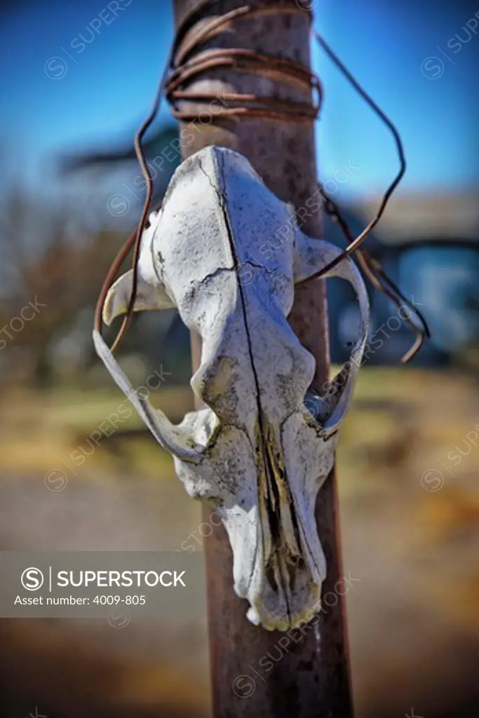 Close-up of an animal skull attached to a pole with wire, Marfa, Texas, USA