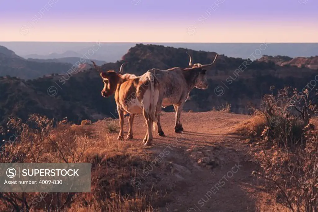 Texas Longhorn cattle standing on the edge of a ridge at Palo Duro Canyon State Park, Randall County, Texas, USA