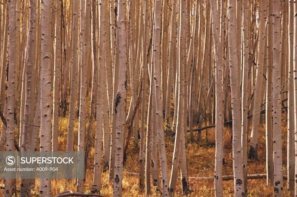 Birch tree trunks in a forest, Aspen, Pitkin County, Colorado, USA