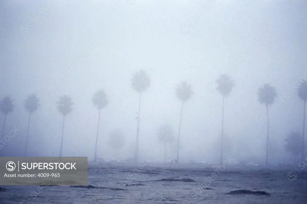 Row of palm trees along a foggy beach, Florida, USA