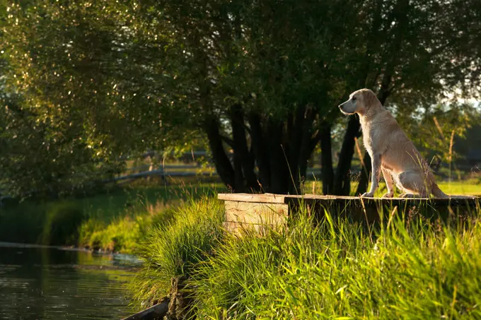 Dog sitting on dock at river