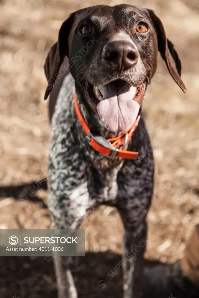 German Shorthaired Pointer playing outdoors