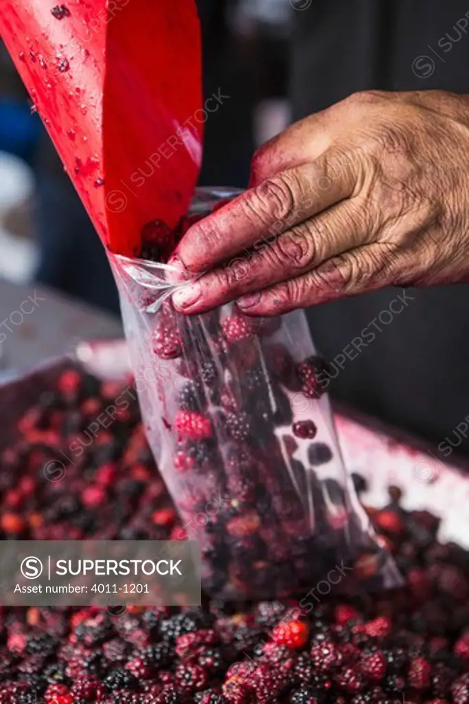Market vendor bagging moraberries for sale at a market stall, Costa Rica