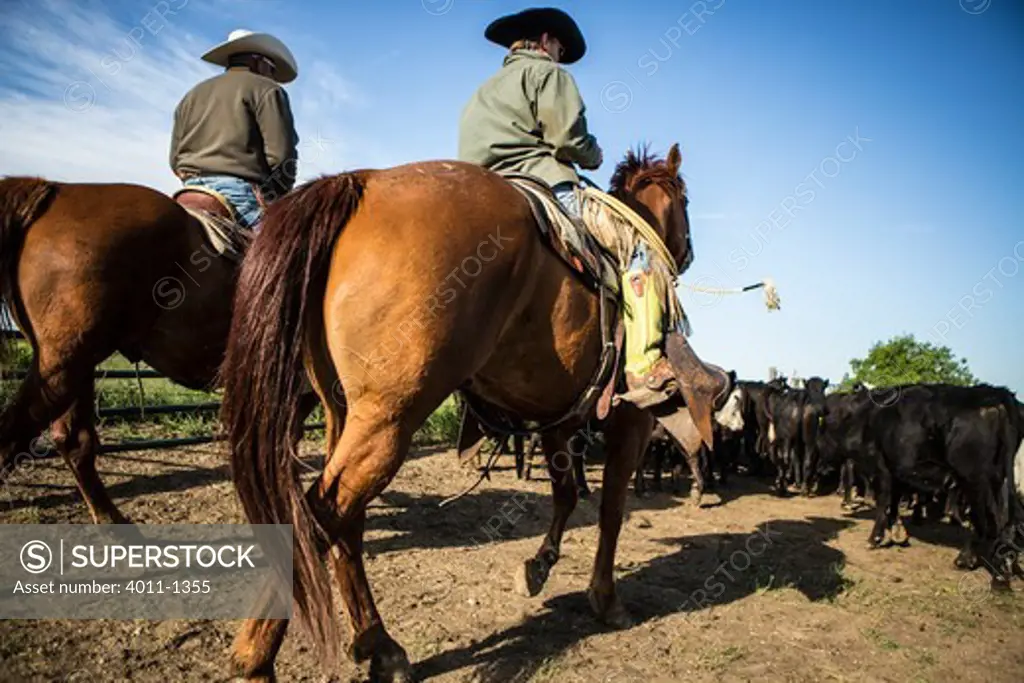 Two cowboys herding cattle into pasture