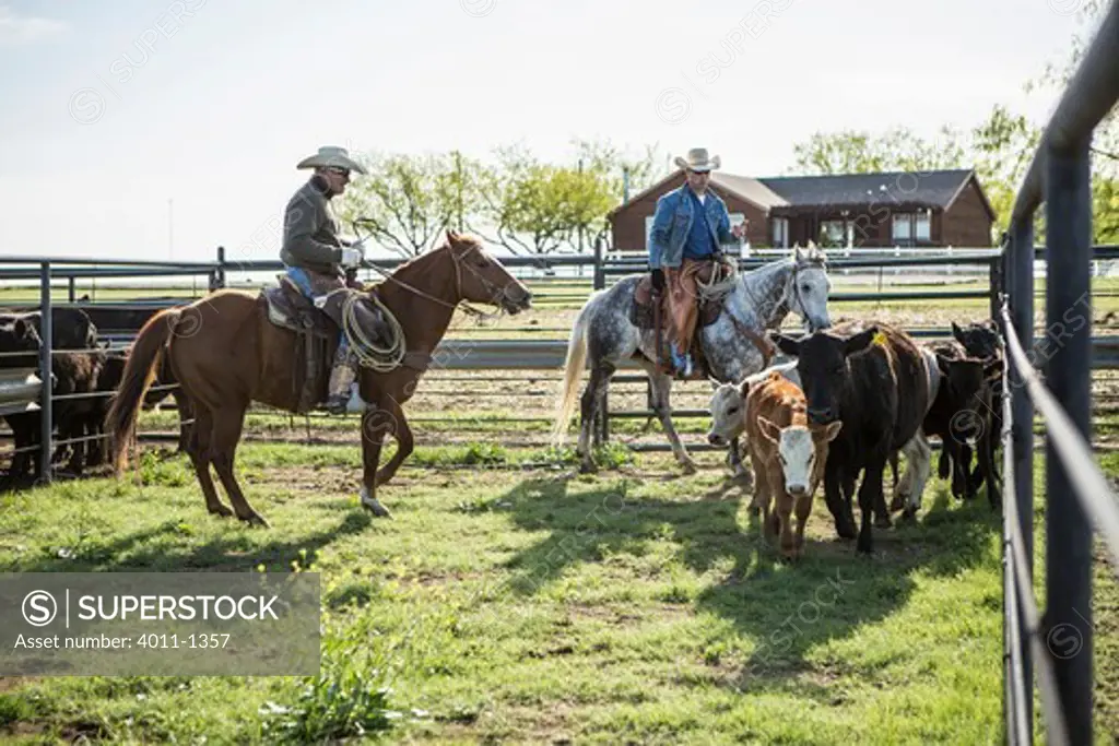 Two cowboys separating cattle in pin