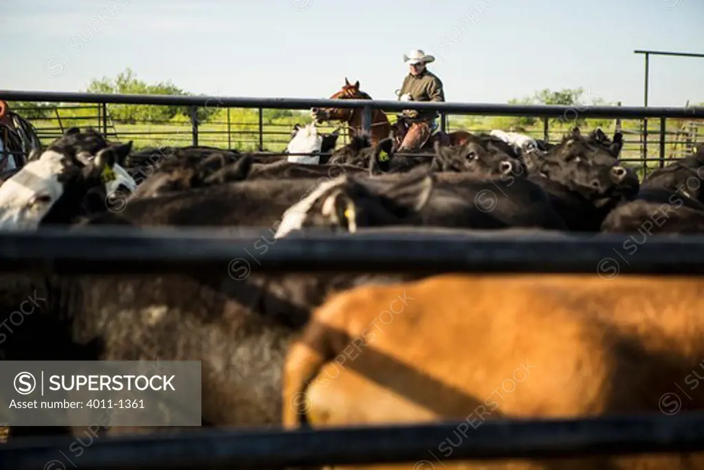 Cowboy riding horse in pin with cows