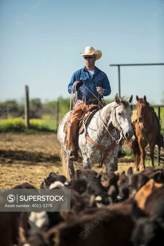 Cowboy holding lasso on horse separating calfs from herd