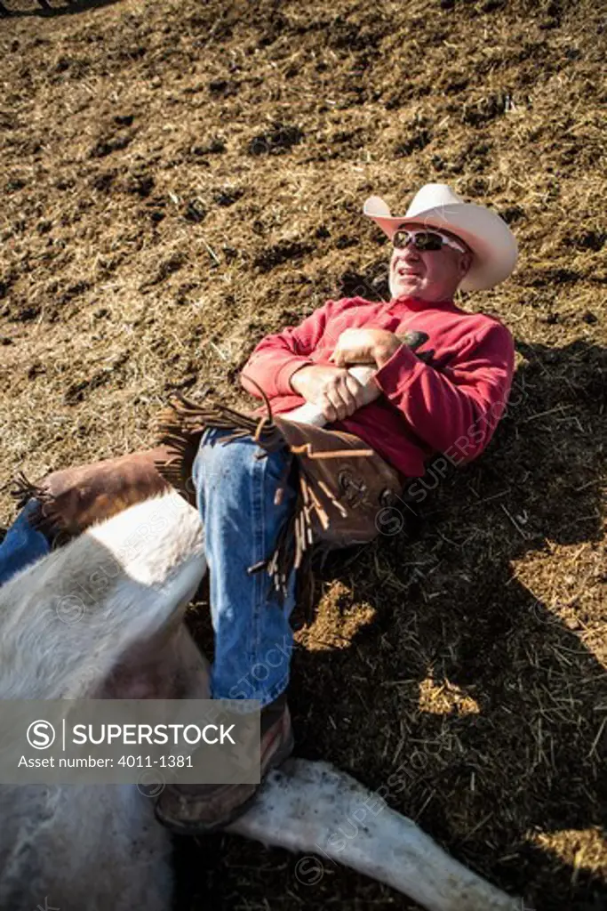Cowboy holding leg of calf for branding