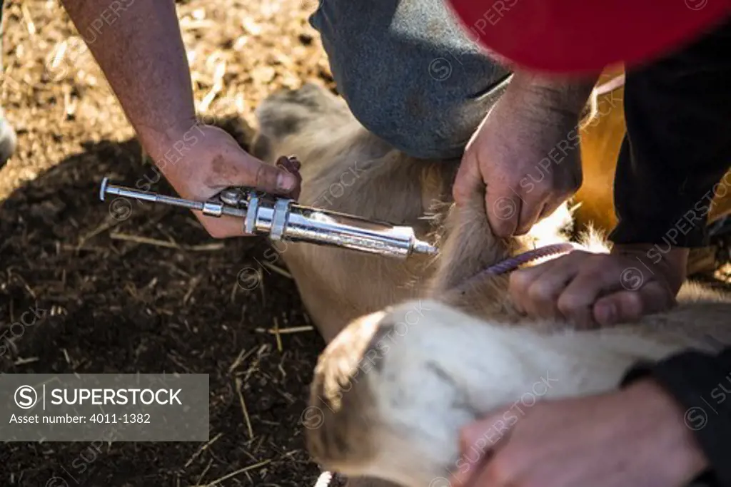 Injecting antibiotics into calf after branding and castration