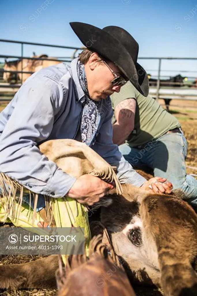 Cowboy castrating calf in corral