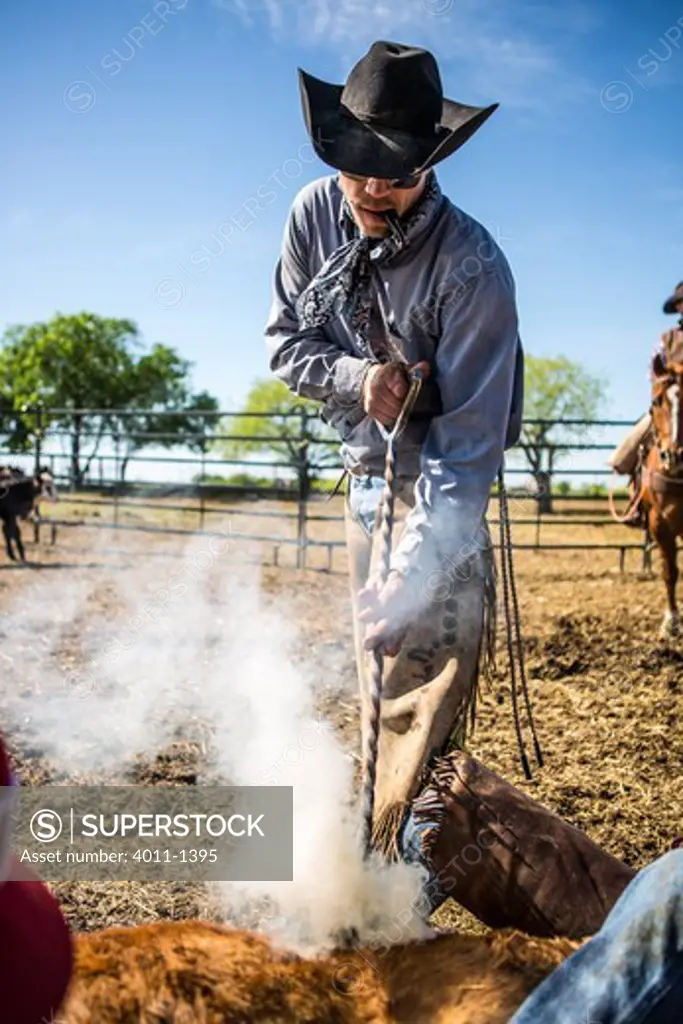Cowboy branding calf in corral