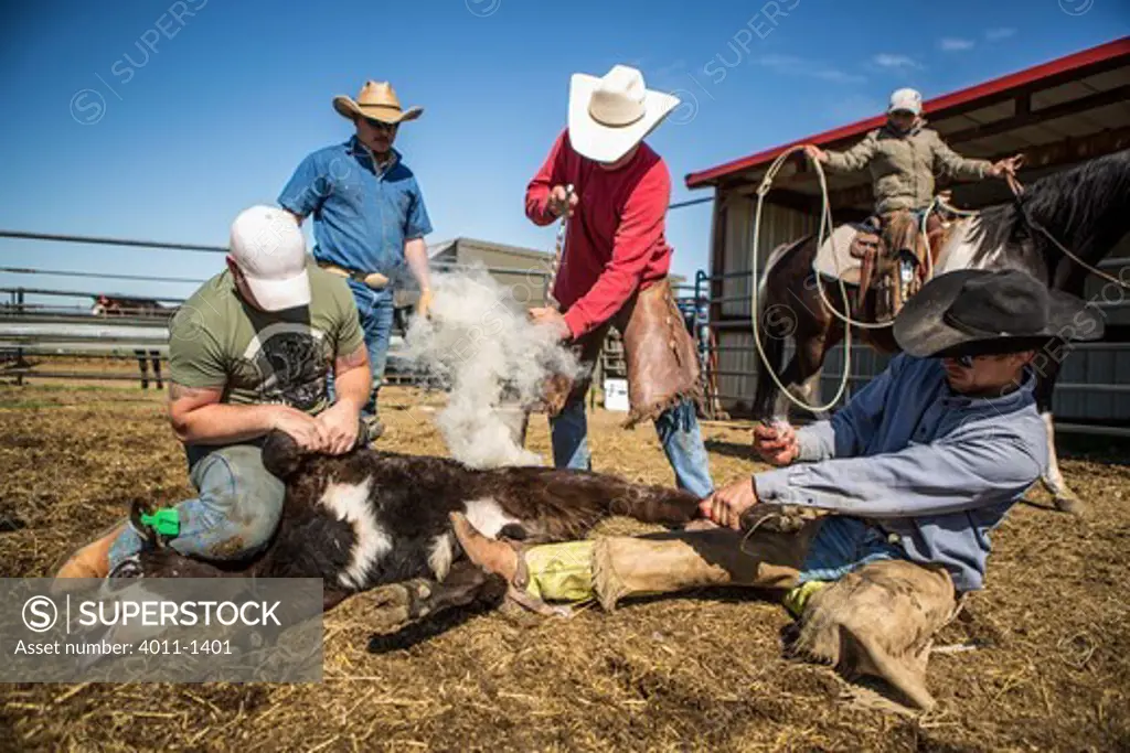 Cowboys branding calf and boy on horse watching them