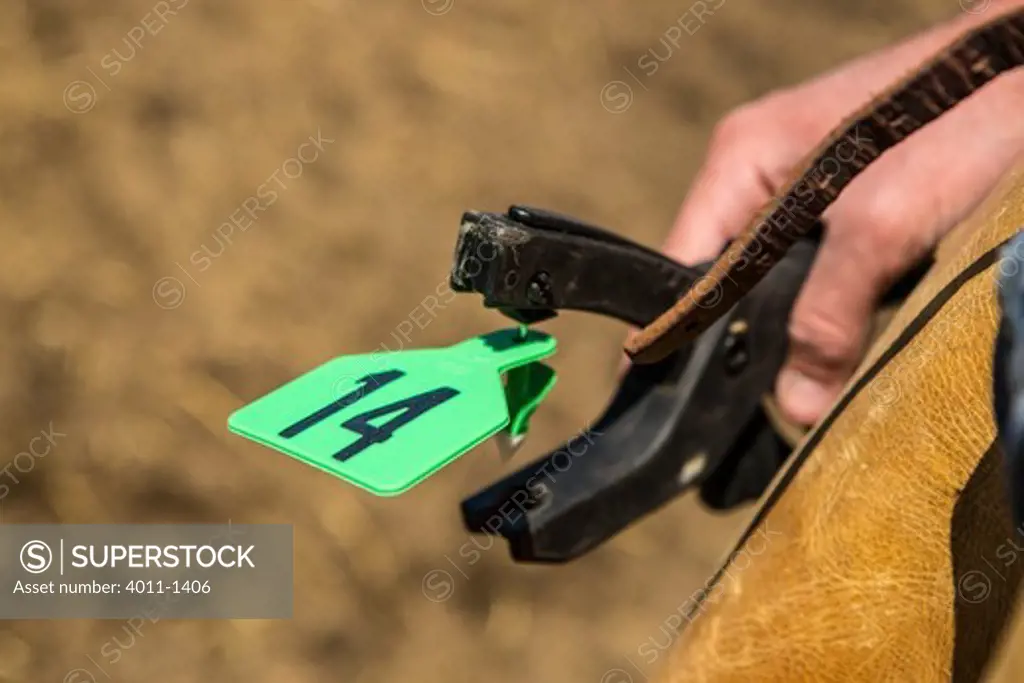 Ear tagging pliers for number tagging cattle