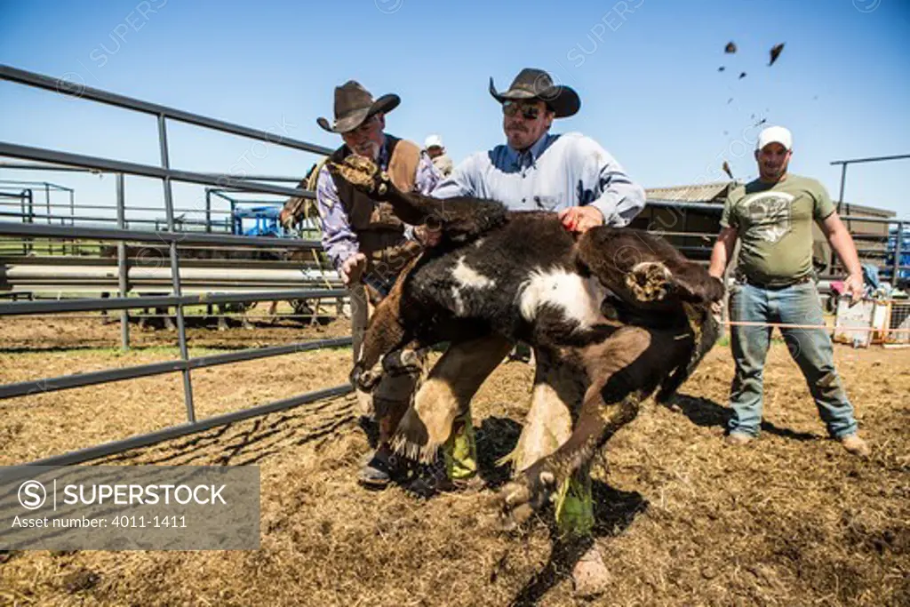 Cowboy wrestling calf to ground in corral