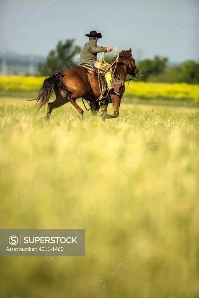 Cowboy riding horse in green field looking for cattle