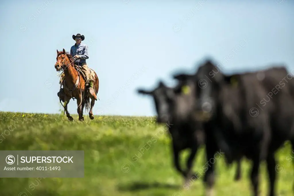 Cowboy riding horse herding cattle