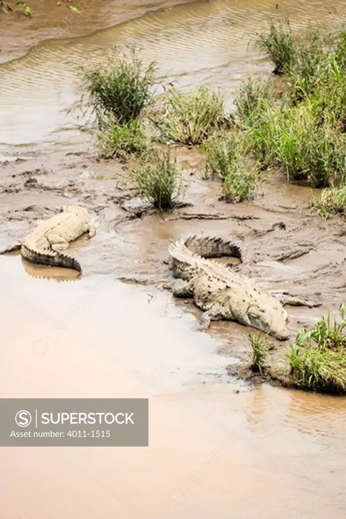 Costa Rica, Crocodiles sunbathing on edge of river