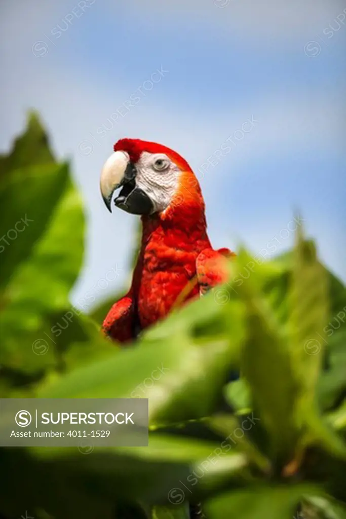 Costa Rica, Macaw perching on tree