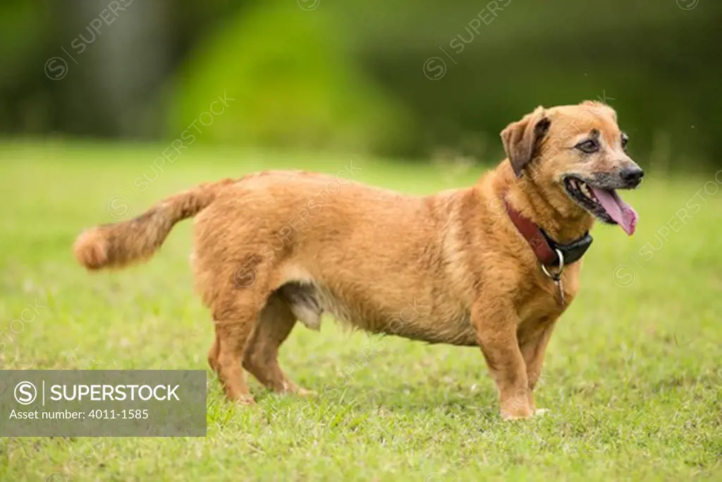 Small dog panting after chasing golf balls